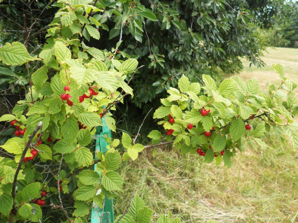 Меченки з panoramio.com - Меченки