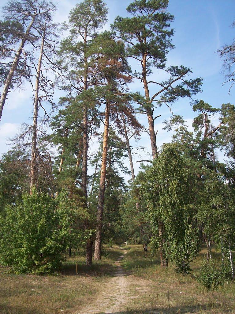 Козин з panoramio.com - Kozyn