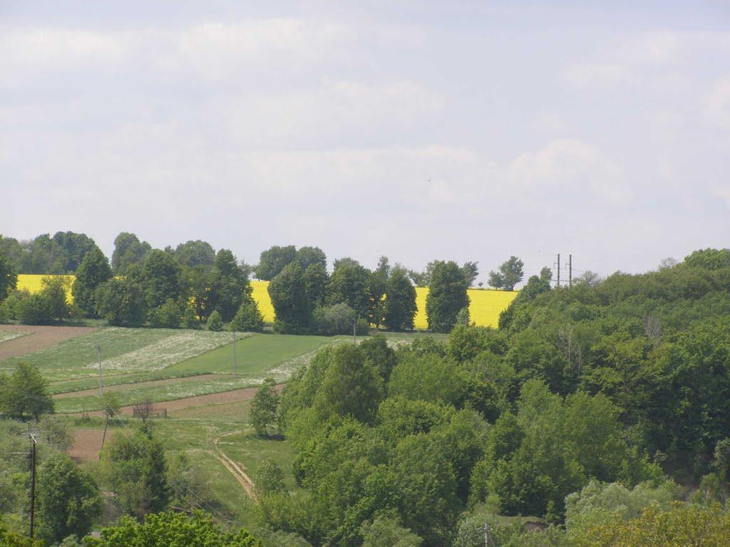 Віньківці з panoramio.com - Віньківці