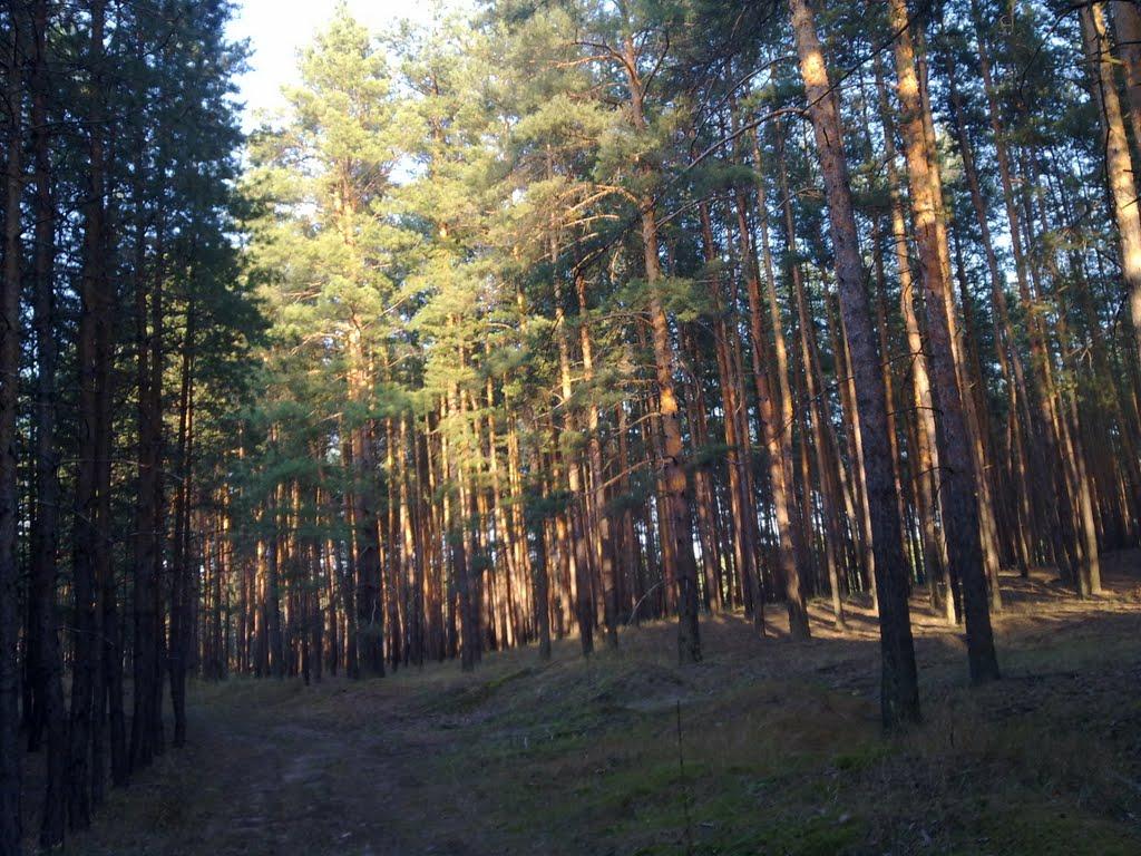 Студенок з panoramio.com - Студенок