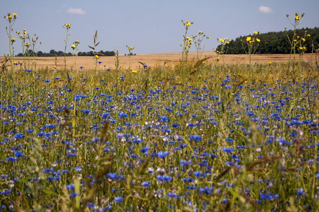 Теслугів з panoramio.com - Теслугов