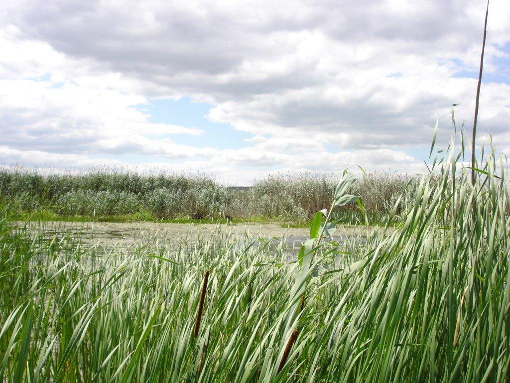 Шпаківка з panoramio.com - Шпаківка