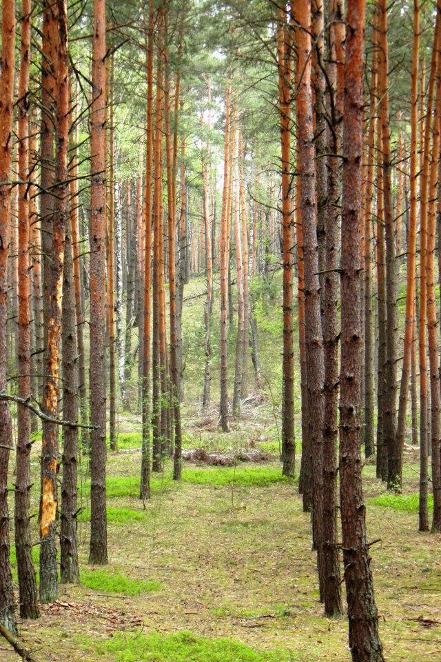 Маневичі з panoramio.com - Маневичи