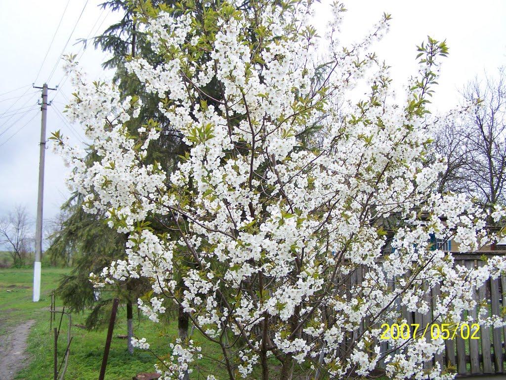 Володарка з panoramio.com - Володарка