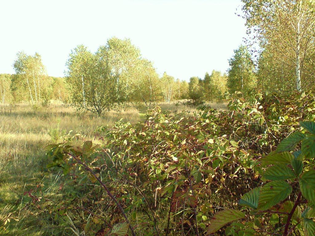 Дуляби з panoramio.com - Дуляби