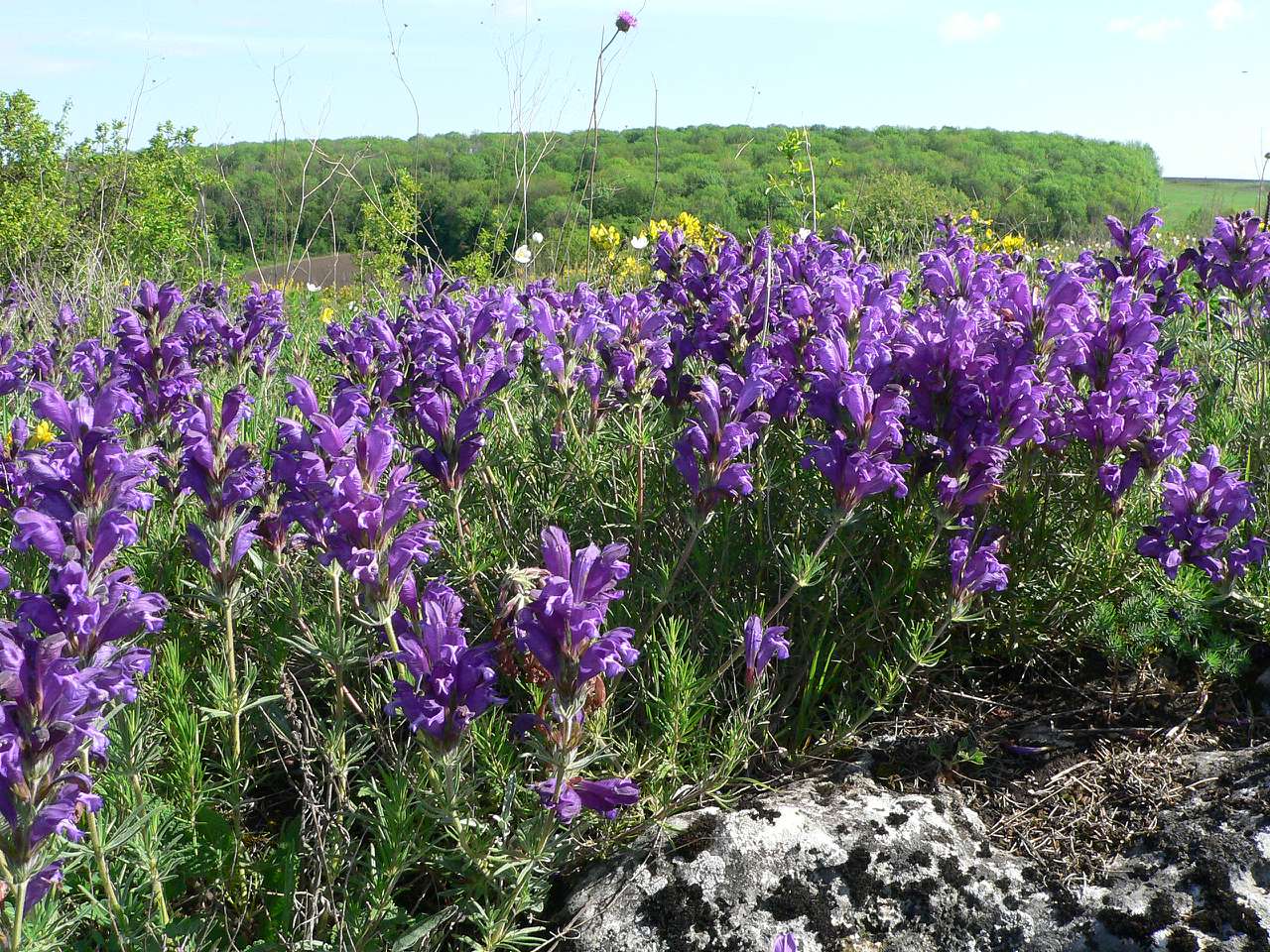 природа - Gorodnytsya