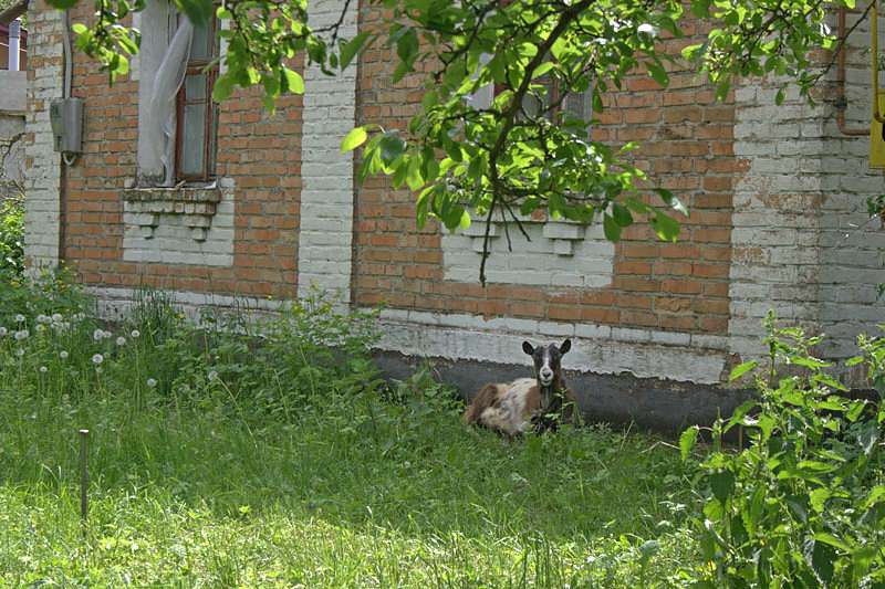 На лугу пасутся ко... - Любар
