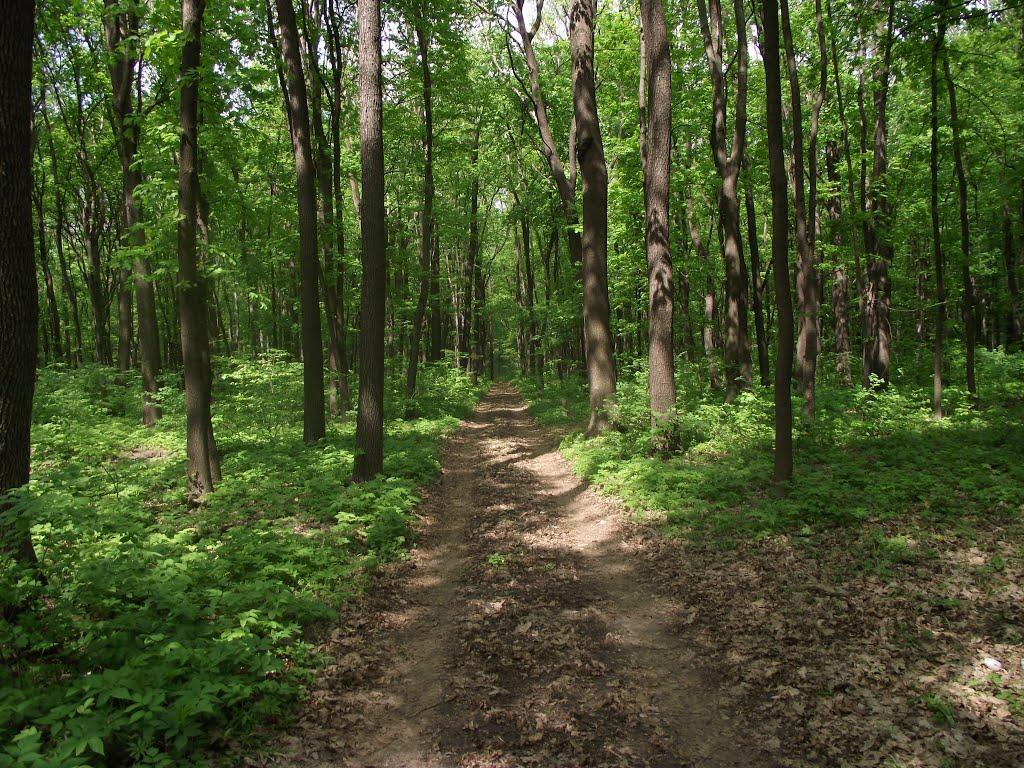 Знам'янка з panoramio.com - Знам'янка