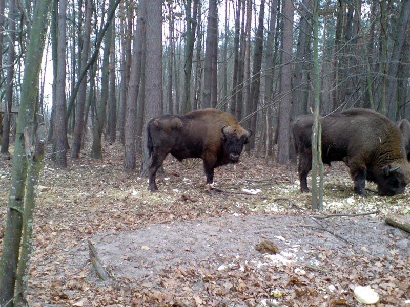 Збруї з panoramio.com - Збруї