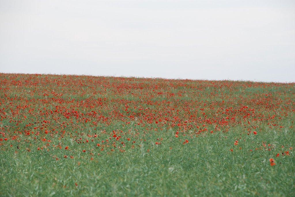 Малі Бережці з panoramio.com - Mali Berezhtsi