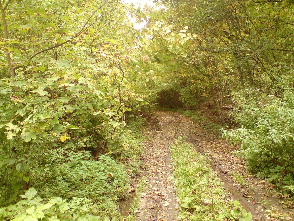 Дуляби з panoramio.com - Дуляби