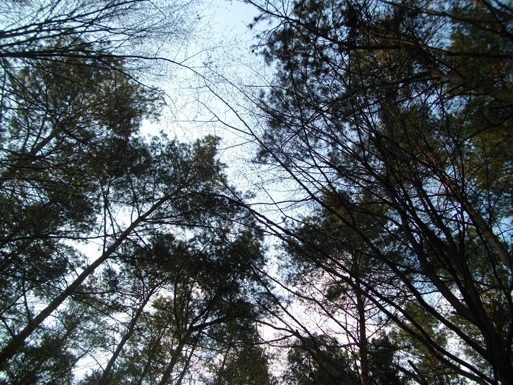 Гайове з panoramio.com - Гайове