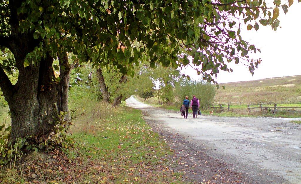 Павлів з panoramio.com - Pavliv