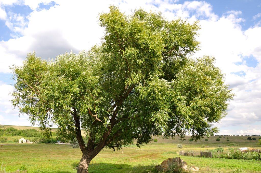 Малоярославець Другий з panoramio.com - Малоярославець Другий