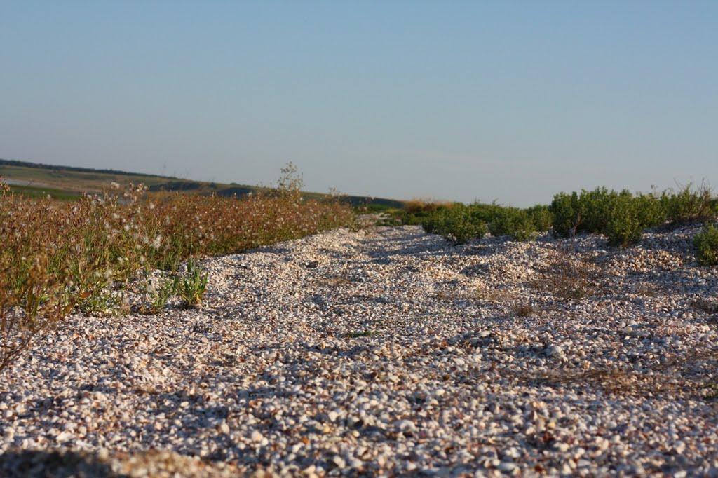 Шелюги з panoramio.com - Шелюги