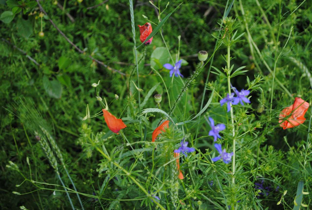 Польові натьорморти - Матвеевка