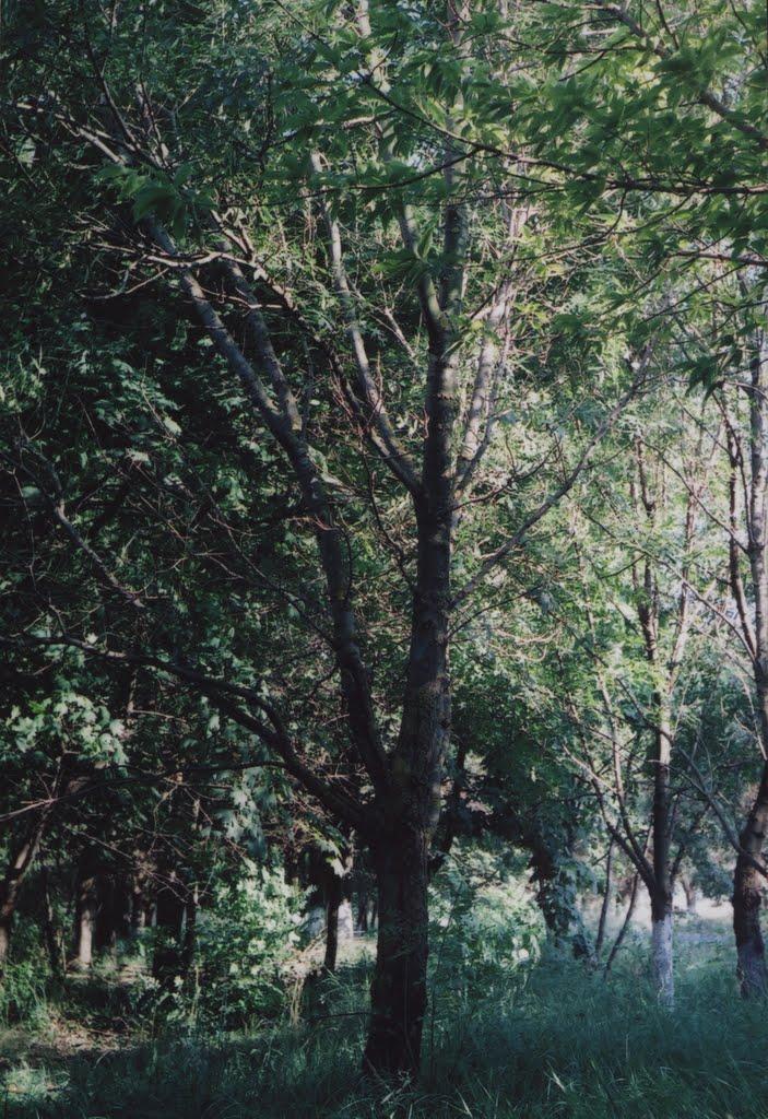 Протопопівка з panoramio.com - Протопоповка
