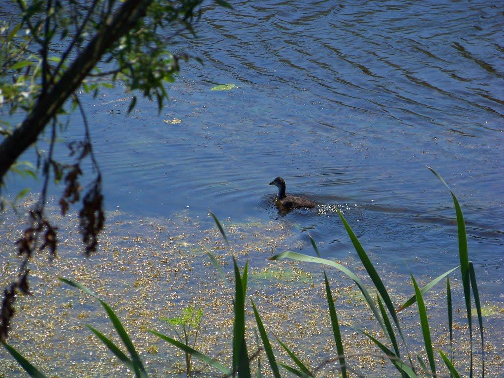 Гурівка з panoramio.com - Гурівка