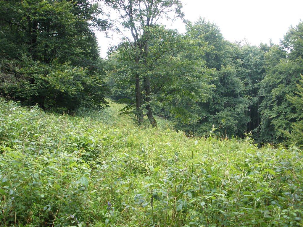 Кострина з panoramio.com - Кострина