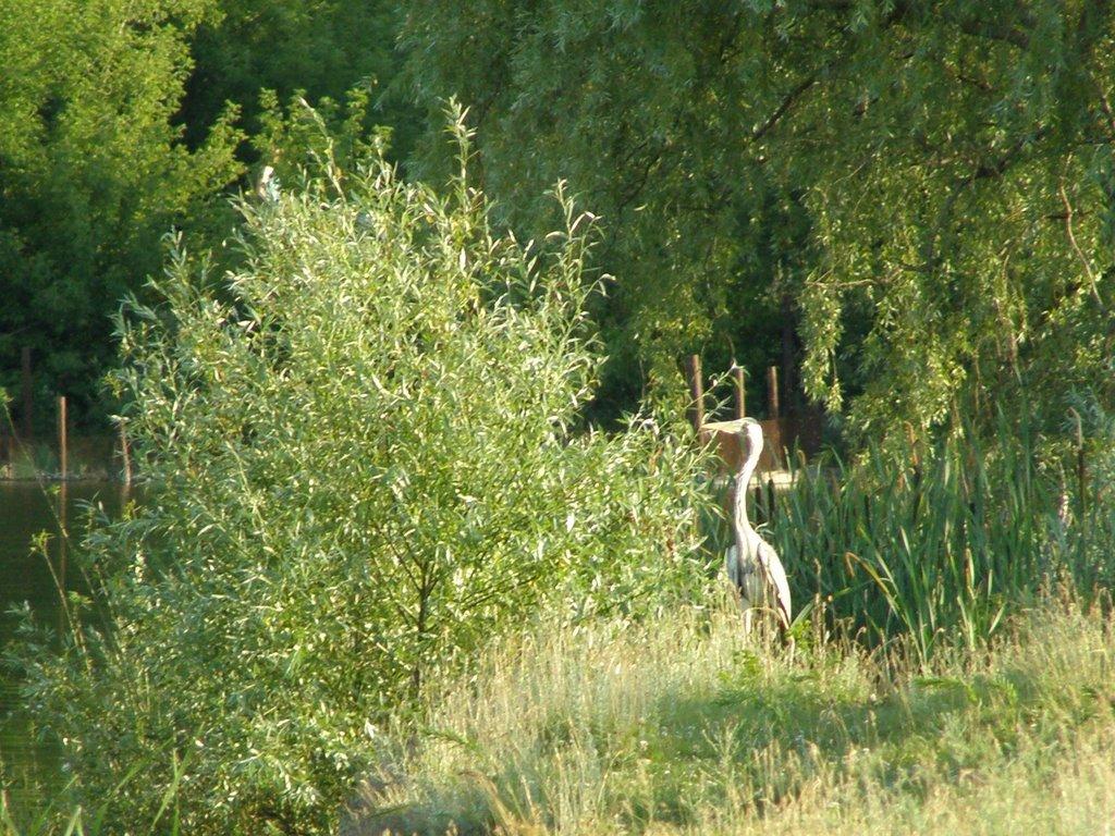 Бессарабівка з panoramio.com - Бессарабовка