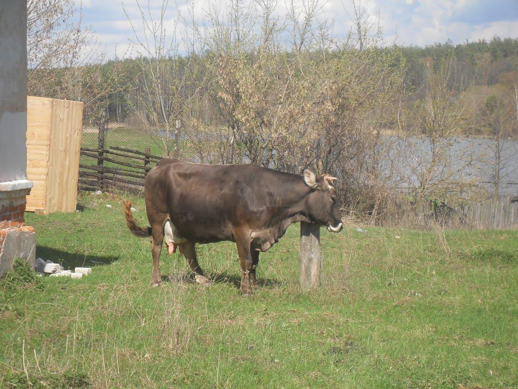 Гута з panoramio.com - Guta