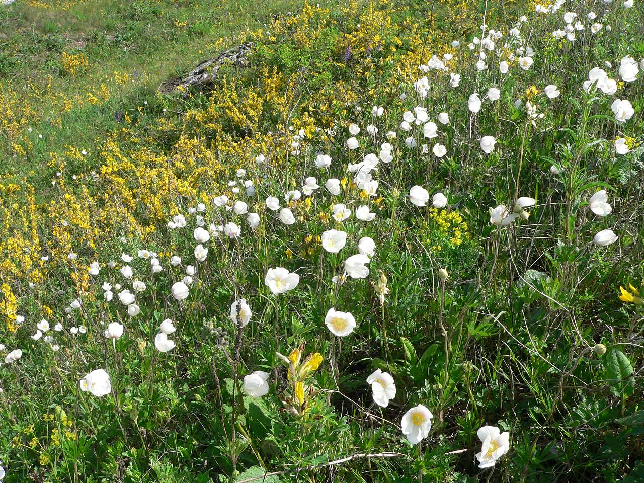 природа - Gorodnytsya