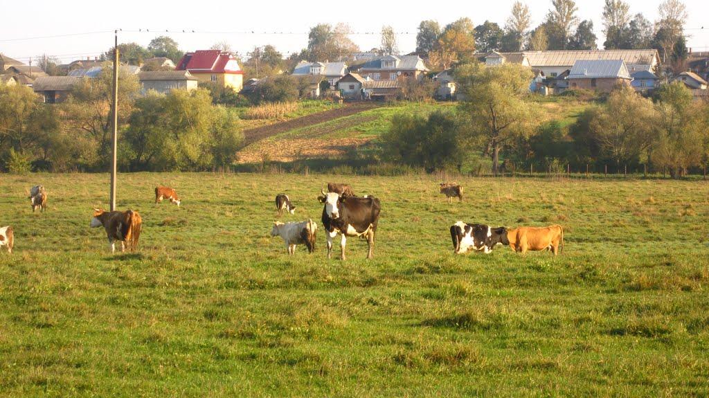 Торговиця з panoramio.com - Торговиця