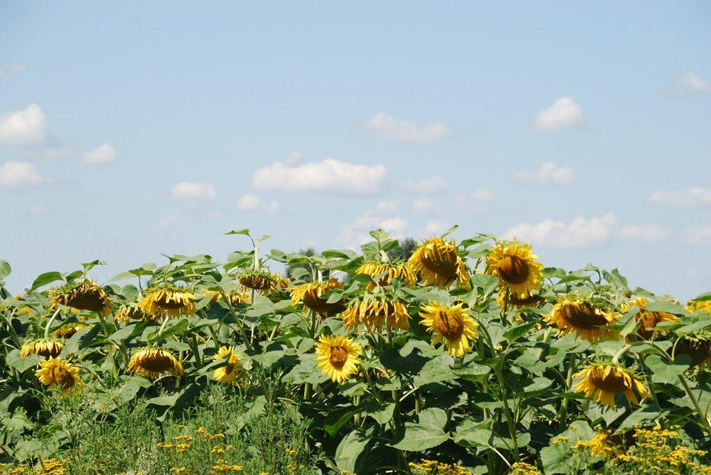 Вільховатка з panoramio.com - Vilkhovatka