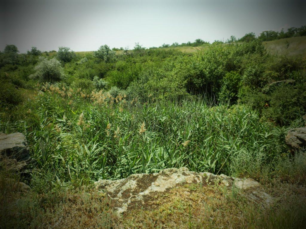 Августівка з panoramio.com - Августівка