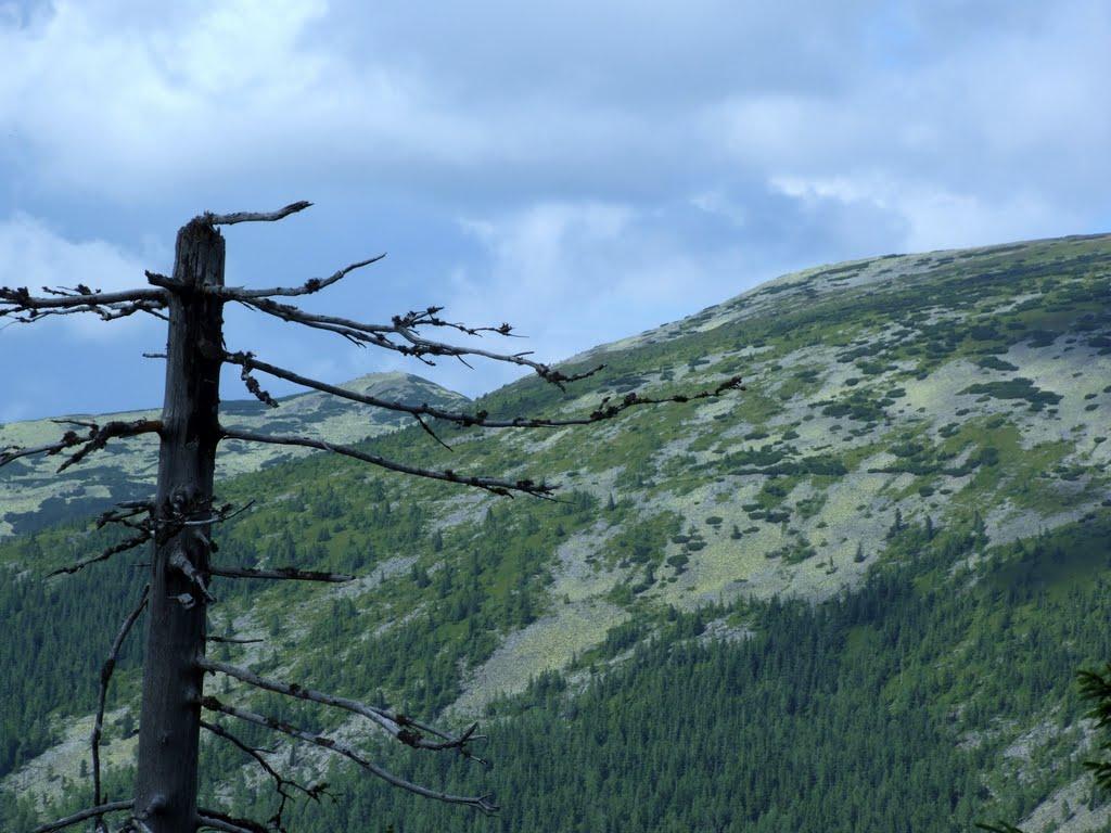 Осмолода з panoramio.com (ч.2) - Осмолода