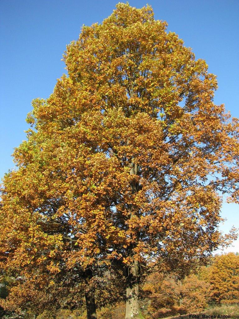 Хмелів з panoramio.com - Хмелів