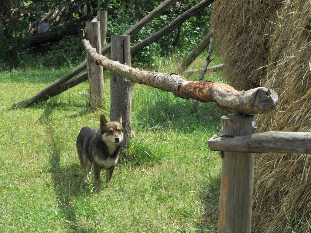 Самари-Оріхові з panoramio.com - Самари-Оріхові