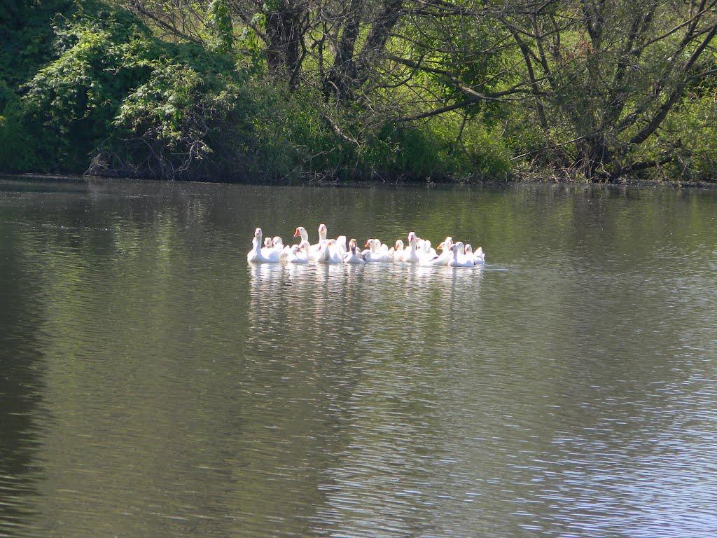 Півнівщина з panoramio.com - Півнівщина