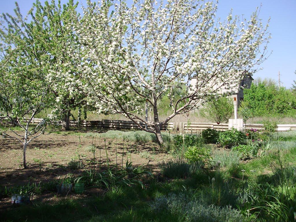 Темрюк з panoramio.com - Temryuk