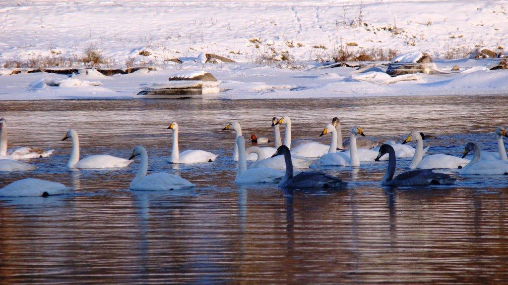 Хащувате з panoramio.com - Хащувате