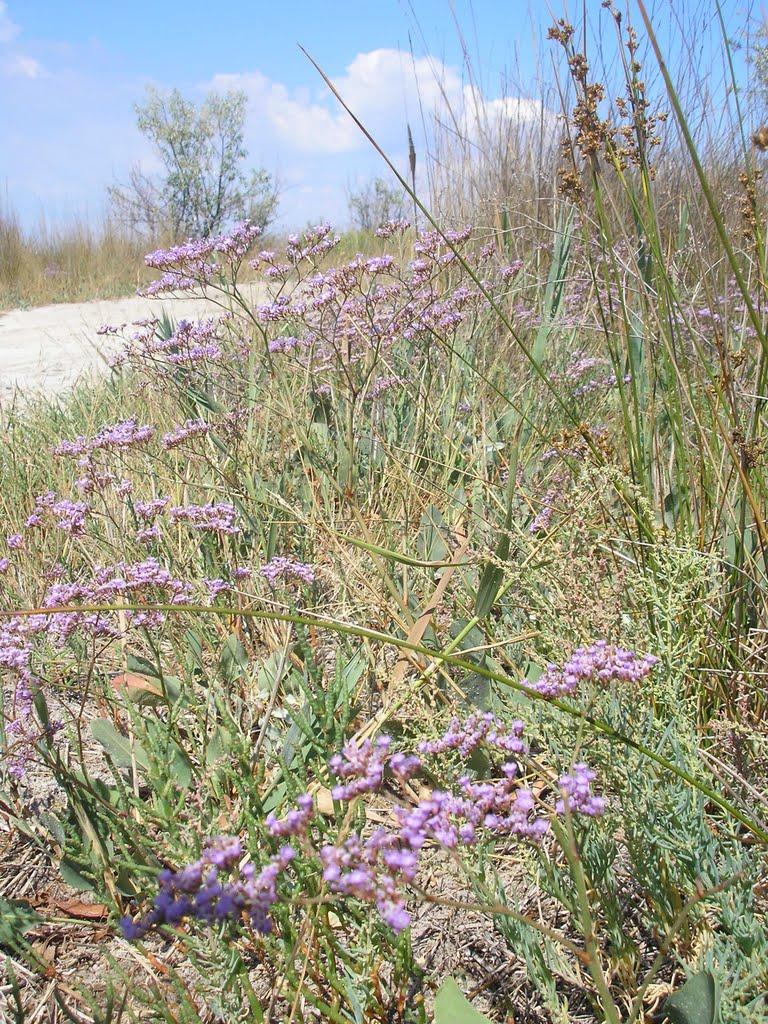 Геройське з panoramio.com - Геройское