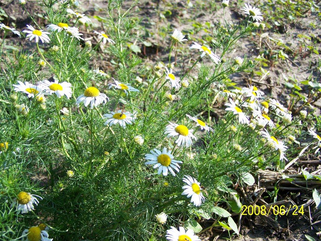 Лохвиця з panoramio.com - Лохвиця