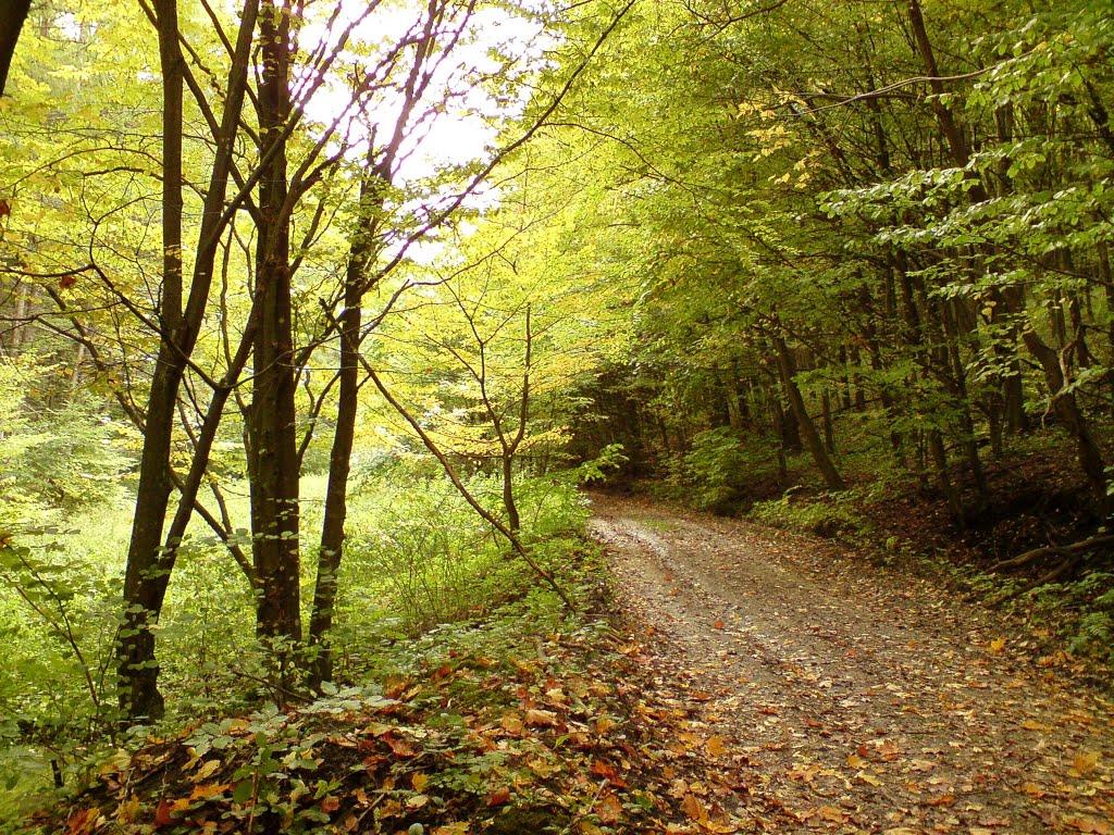 Дуляби з panoramio.com - Дуляби