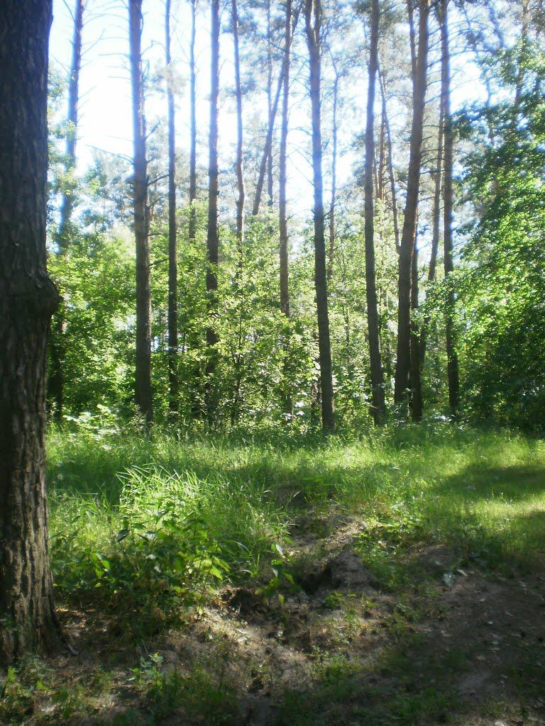 Глухів з panoramio.com - Глухов