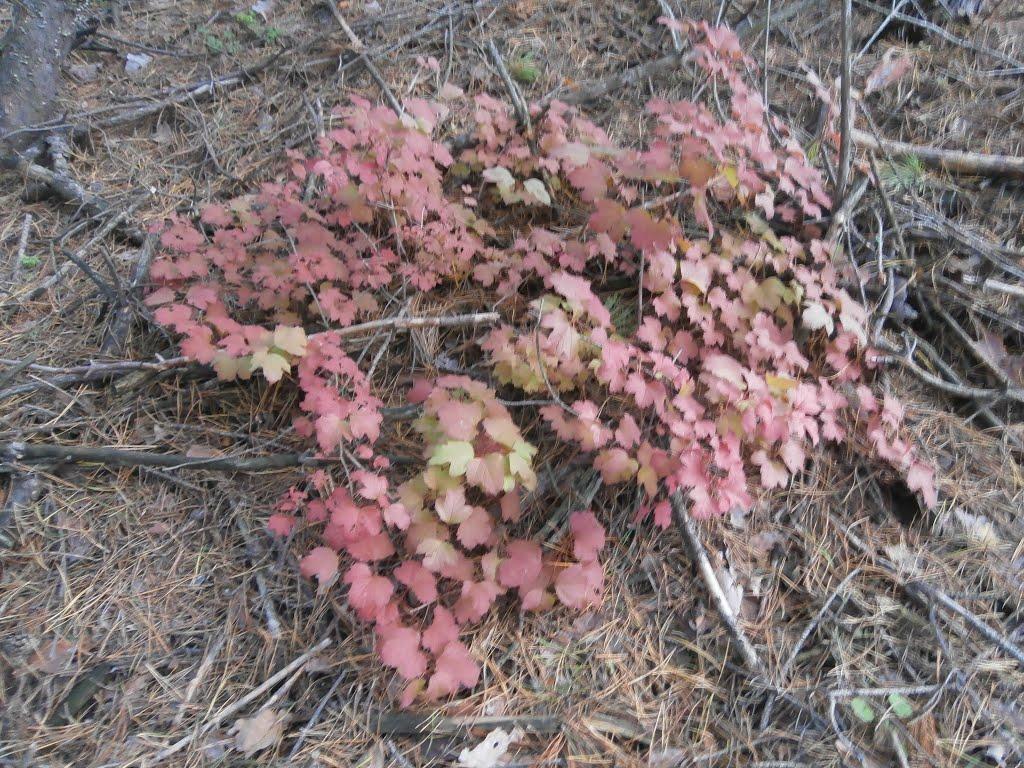 Лука з panoramio.com - Luka