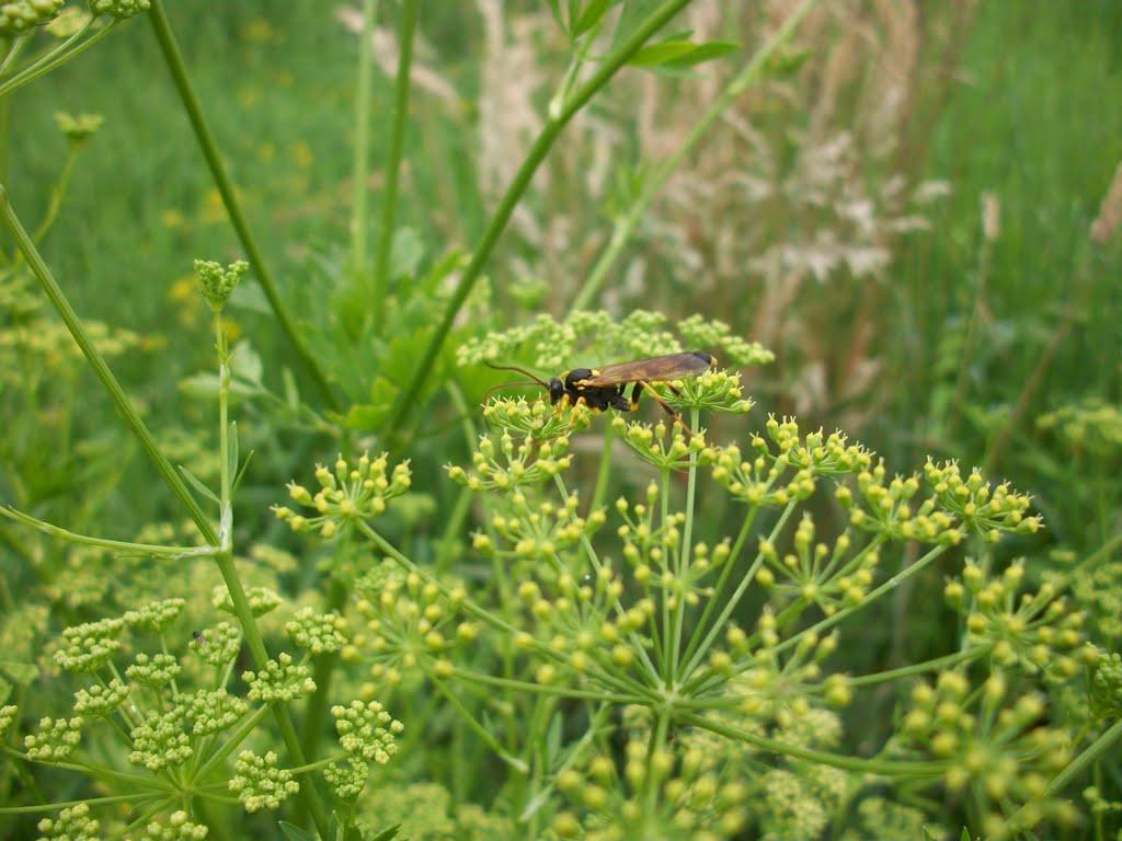 Стримба з panoramio.com - Стримба