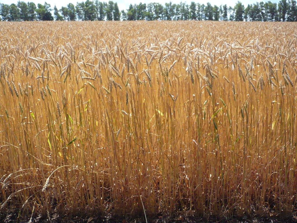 Красноград з panoramio.com - Красноград