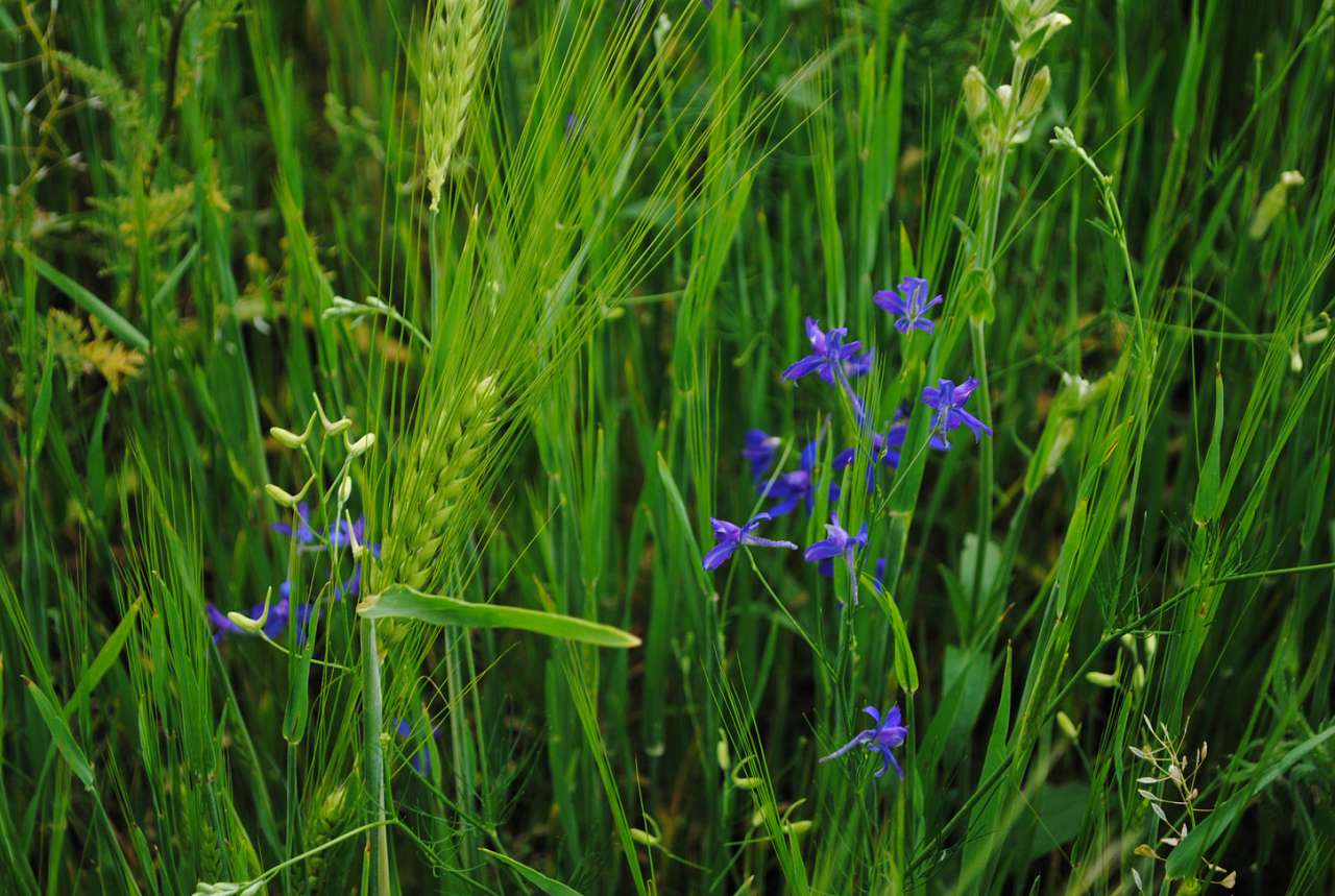 Польові натьорморти - Матвіївка
