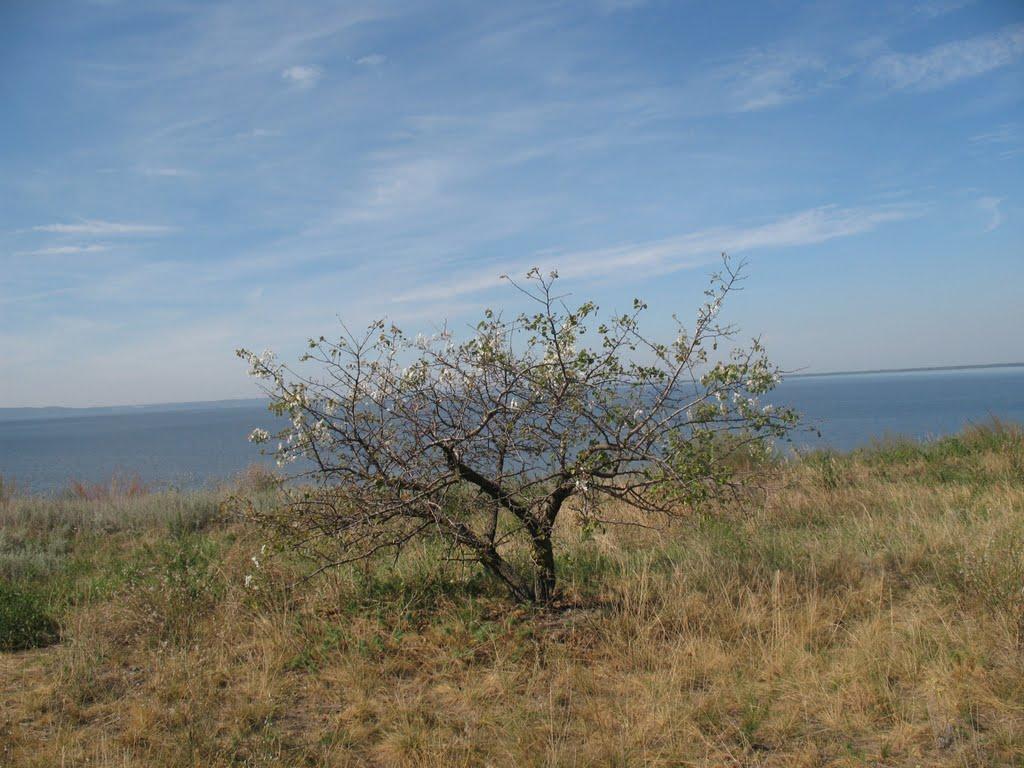 Трахтемирів з panoramio.com - Trakhtemyriv