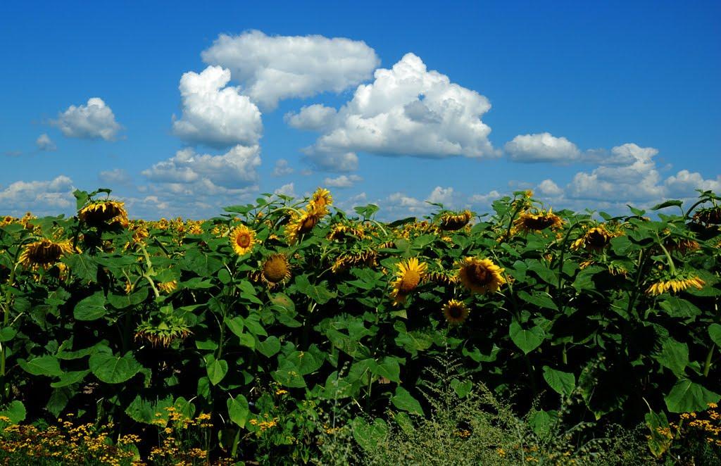 Вільховатка з panoramio.com - Вільховатка