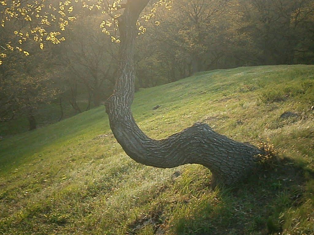 Федорівка з panoramio.com - Федоровка