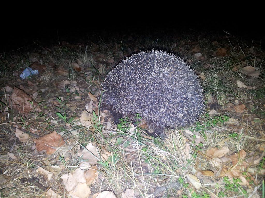 Софіївка з panoramio.com - Софіївка