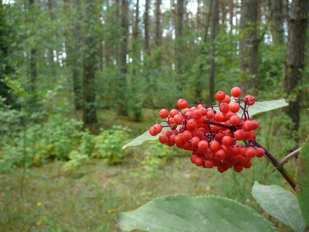 Добрянка з panoramio.com - Добрянка