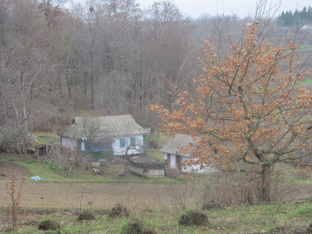 Бушинка з panoramio.com - Бушинка