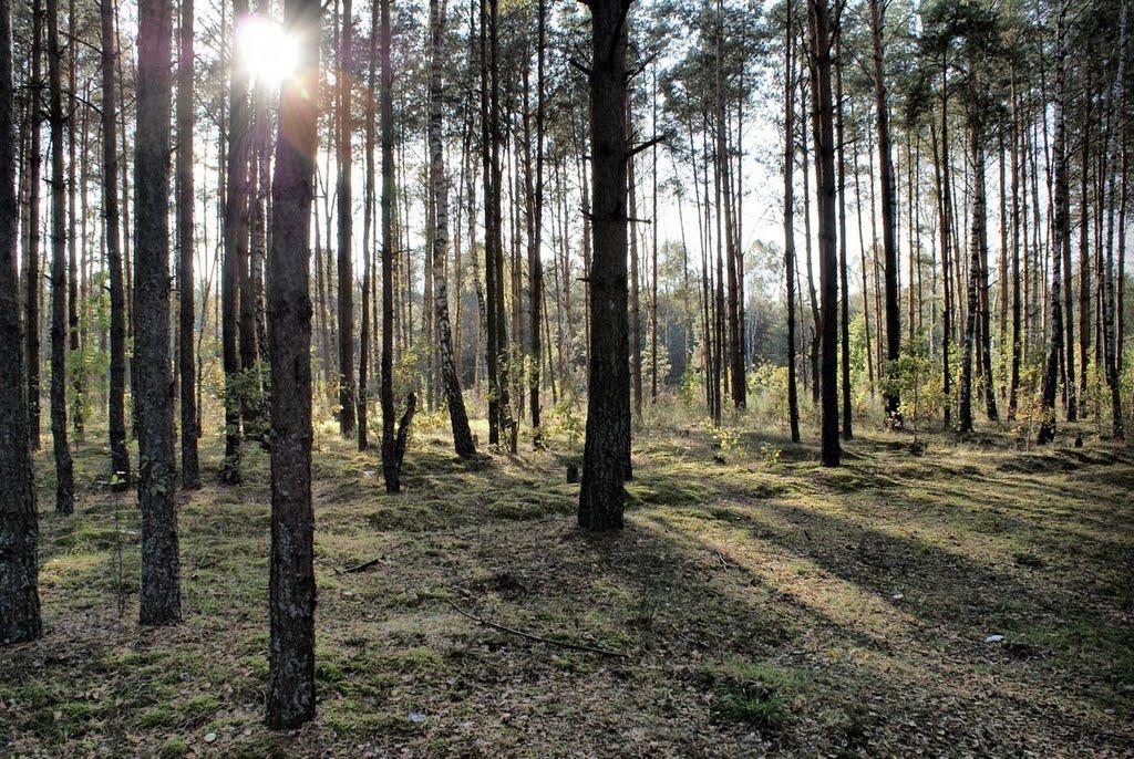 Перешпа з panoramio.com - Перешпа